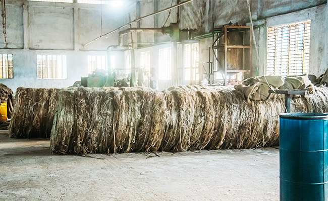 Raw jute in factory
