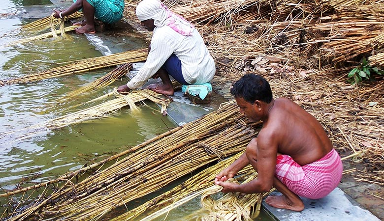 "Separating jute fibre from stalks"