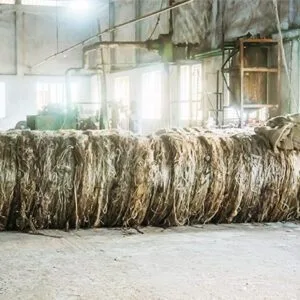Raw jute in factory