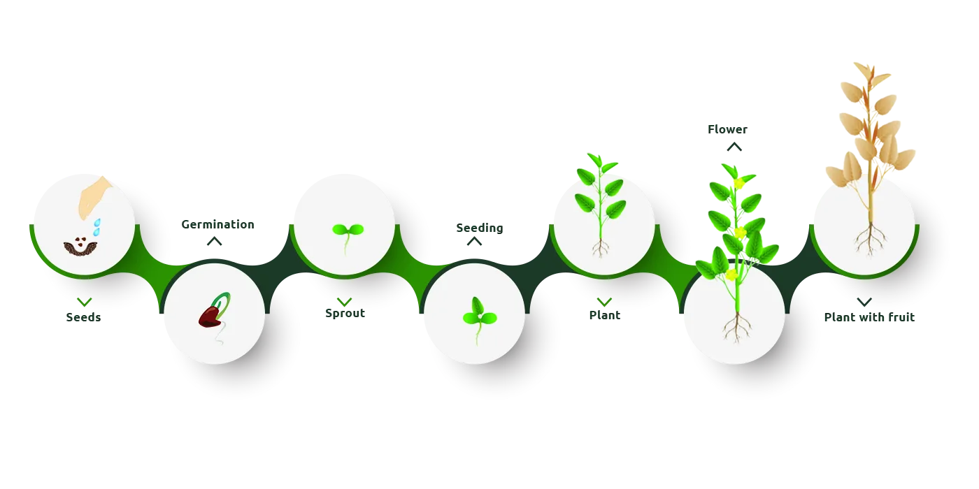 "Jute tree lifecycle"