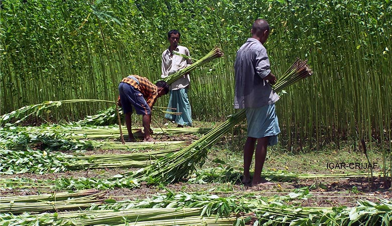"jute harvesting"
