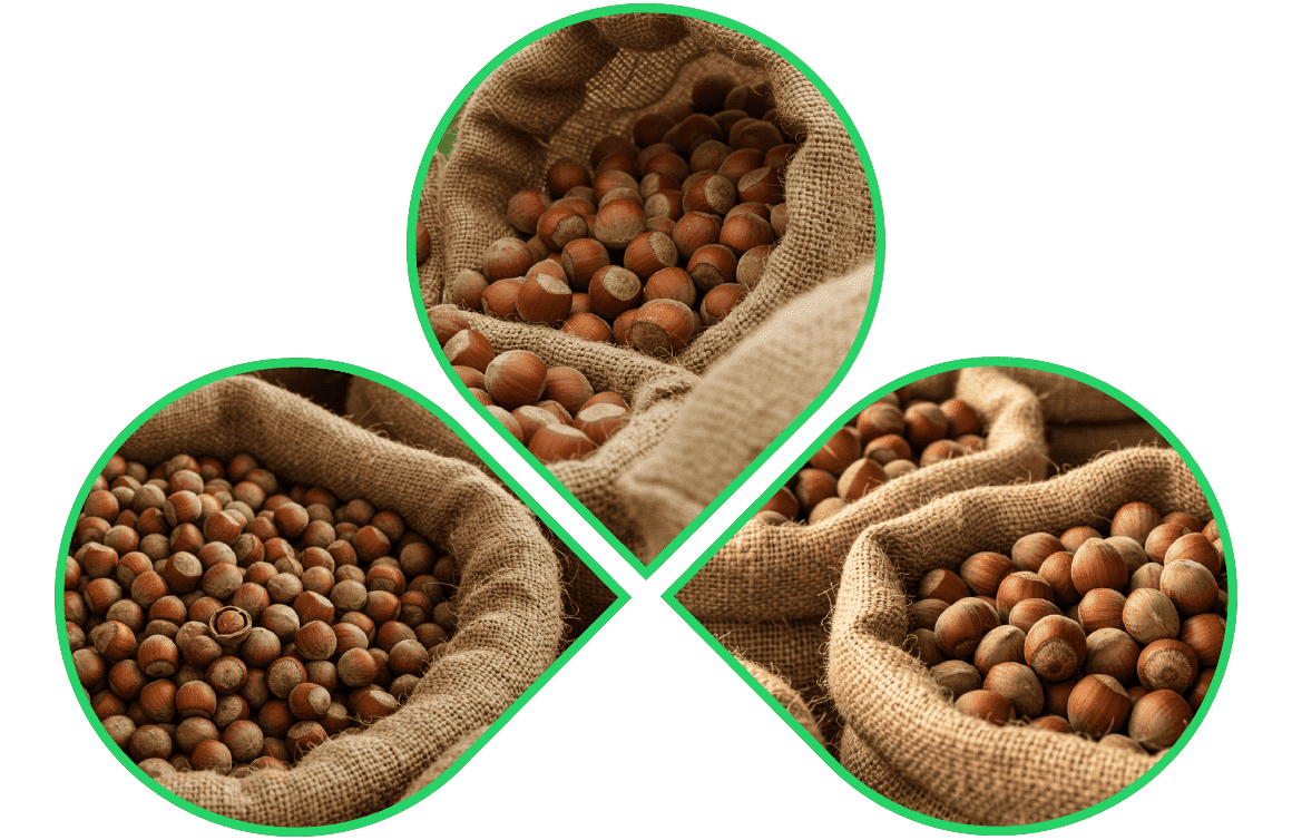 Hazelnut storeing in sacking Bags