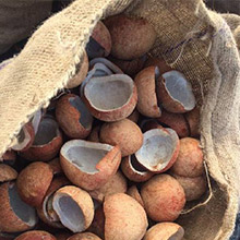 "coconuts in jute sack bag"