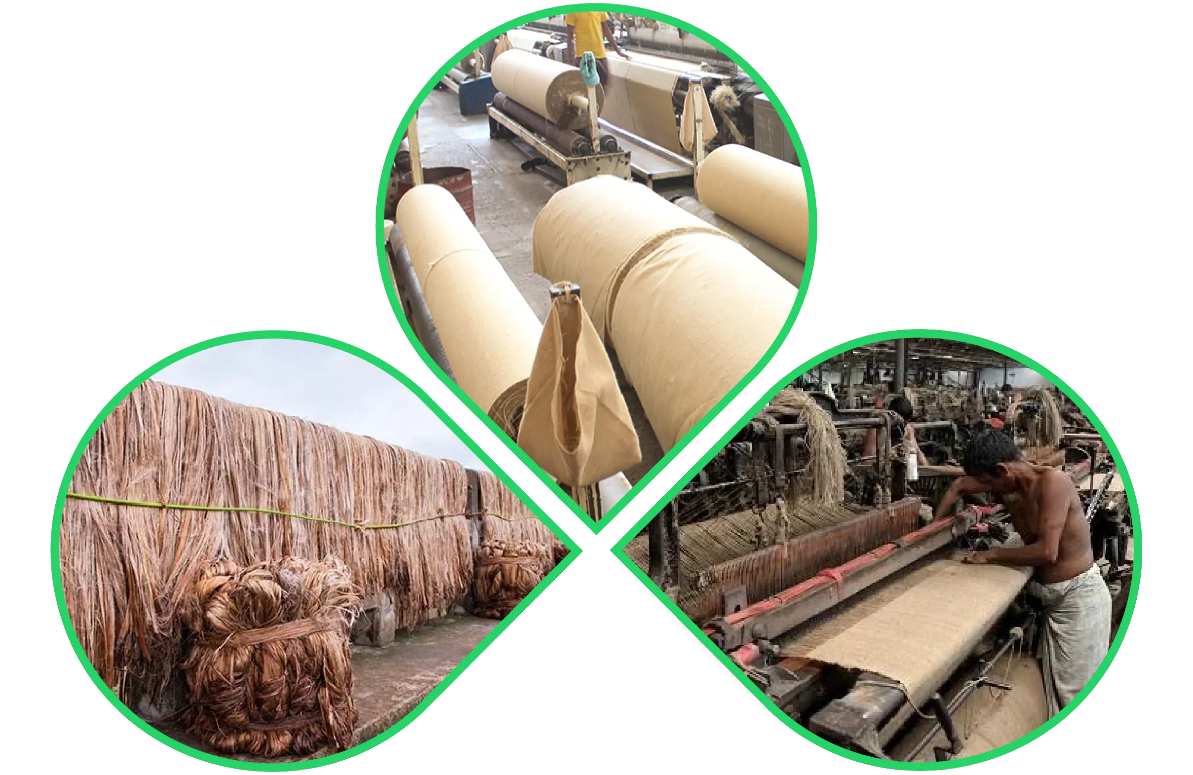 Raw jute drying, fabric rolls, and manual weaving in a jute processing factory