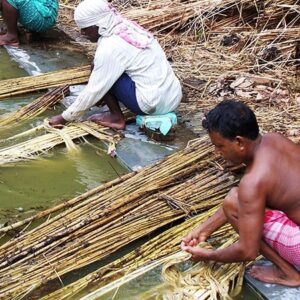 "Separating jute fibre from stalks"