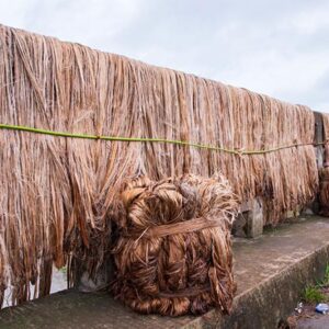 Raw jute collect from farmer