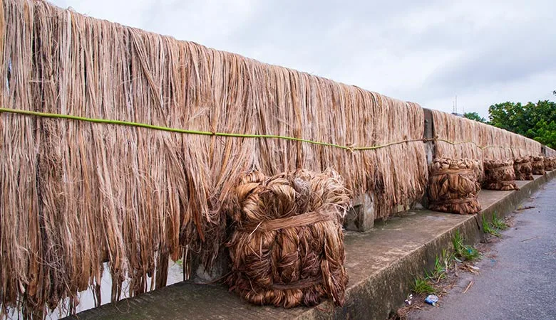 Raw jute collect from farmer