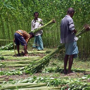 "jute harvesting"